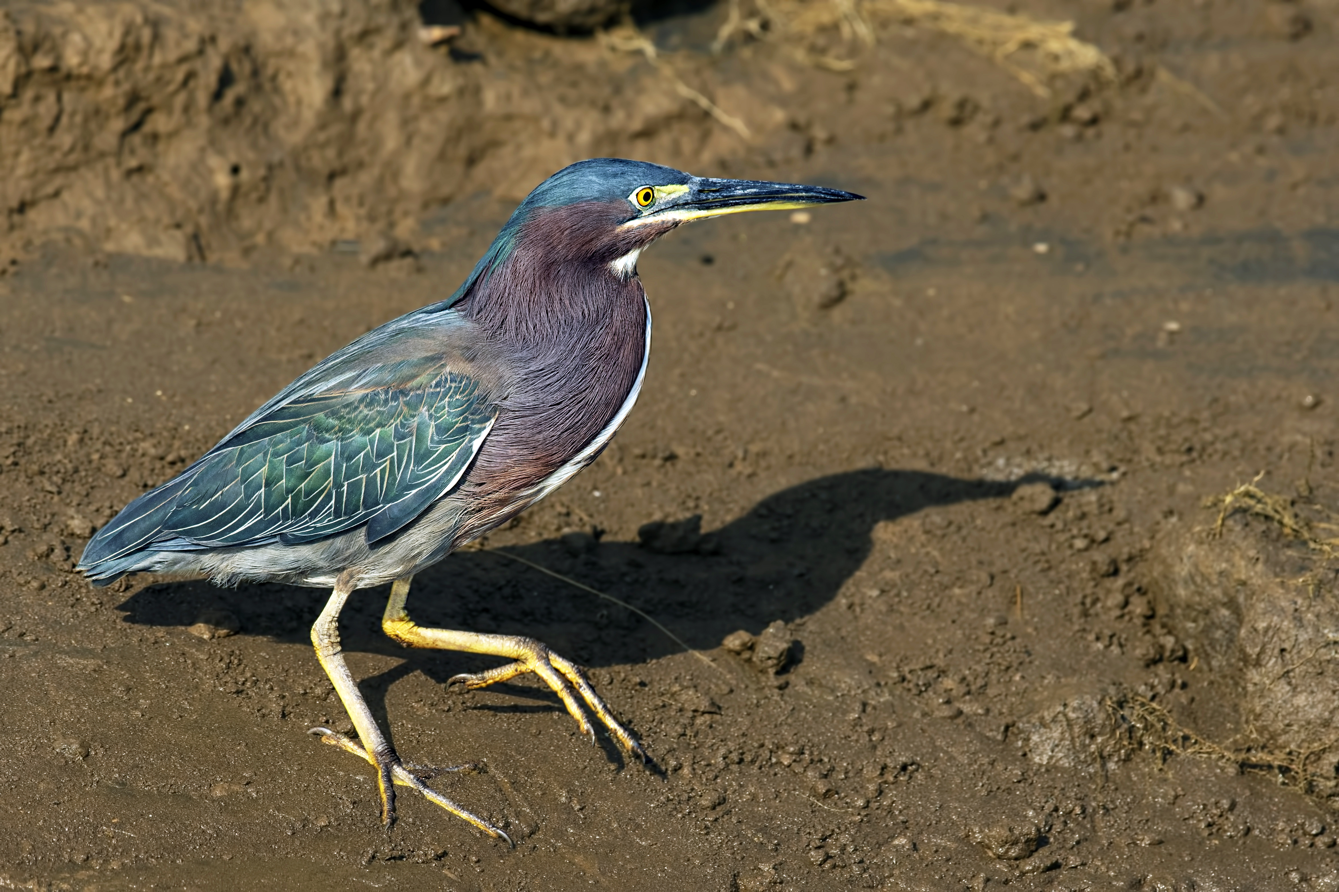 Green Heron
